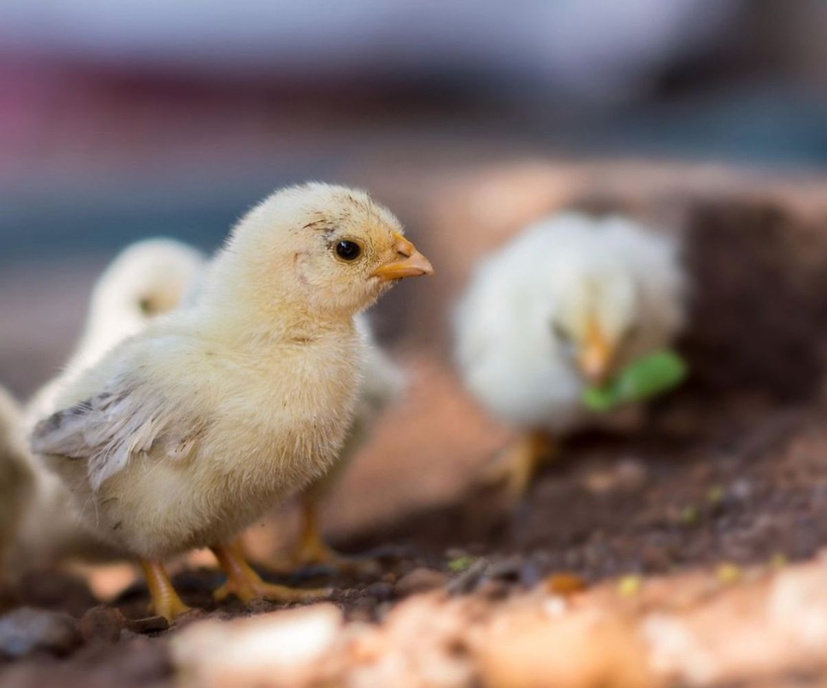 Manos preparando alimento balanceado para las gallinas